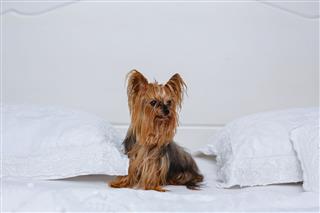 Yorkshire Terrier Sits On Bed