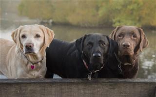 Three Colors Of Labrador