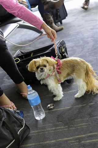 Traveling In An Airport With Dog