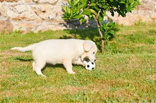 Golden Retriever Playing With A Ball