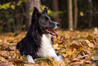Border Collie Lying On The Ground
