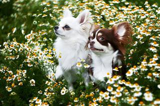 Chihuahuas In Fields And Flowers