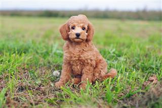 Toy Poodle Puppy Sitting Outdoors