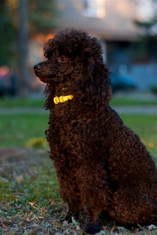 Black Poodle Sitting On The Ground