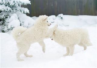 Samoyed Dog Playing In The Snow