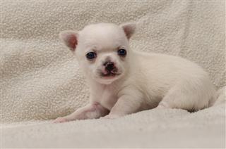 Cute Chihuahua Puppy