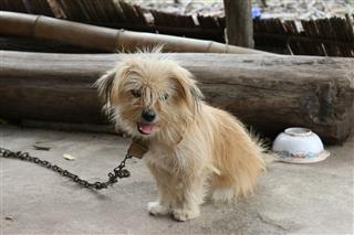 Sad Little Dog On A Chain