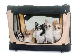 Chihuahuas In Transport Kennel