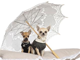 Chihuahuas Sitting Under Parasol
