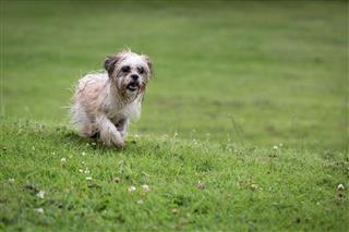 Shih Tzu Playing In The Park