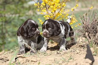 Beautiful Puppies Of German Quail Dog