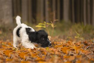 Small Puppy In The Autumn Forest
