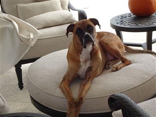 Boxer Dog Lounges On Patio Furniture