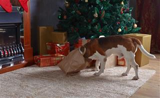 Beagle On Carpet With Christmas Gifts