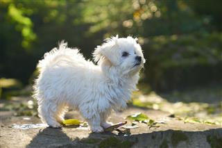 Maltese Dog Standing In Park
