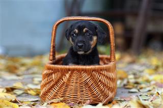 Black Puppy In A Basket
