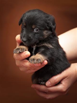 Hands Holding Cute Puppy