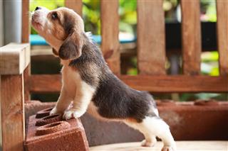Beagle Puppy Sit And Play