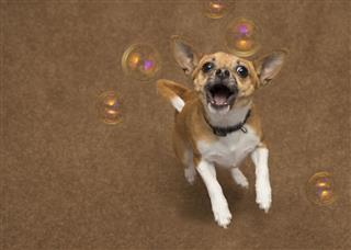 Dog And Bubbles