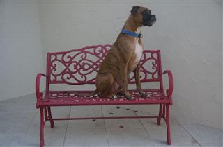 Boxer Dog Sitting On Red Bench