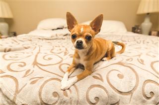 Adorable Chihuahua Puppy Sittingn Comfy Bed