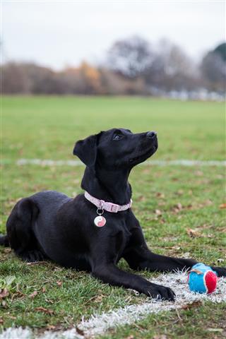 Labrador Puppy Being Trained In Park