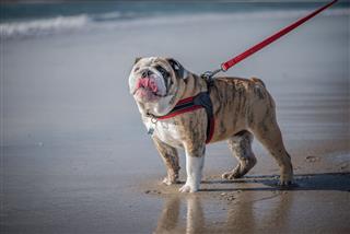 Bulldog Walked On The Beach