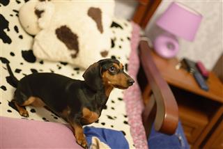 The Dachshund On A Bed