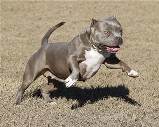Happy Bully Playing In The Park