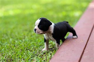 Boston Terrier Puppy Out In The World