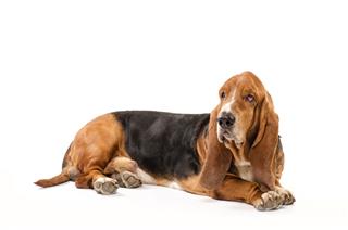 Basset Hound Dog Laying