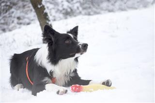 Border Collie Puppy Playing In Snow