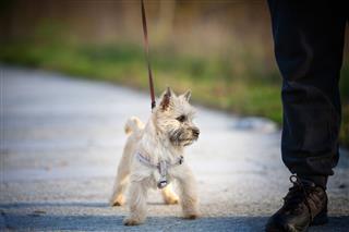 Four Month Old Puppy Cairn Terrier