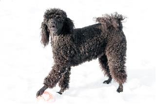 Black Poodle In Snow