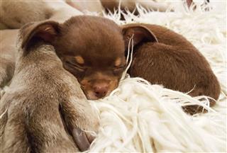 Chihuahua Puppy Asleep