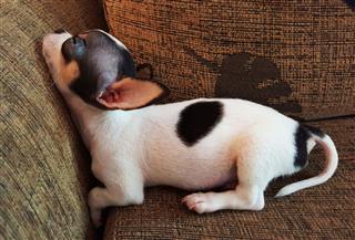 Tired Chihuahua Puppy Awkward Sleep