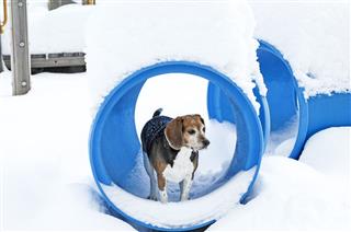 Beagle Playing In Snow