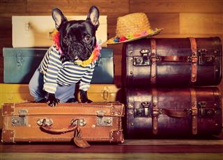 French Bulldog On Suitcases