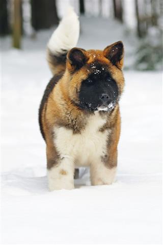 American Akita Puppy Staying On A Snow
