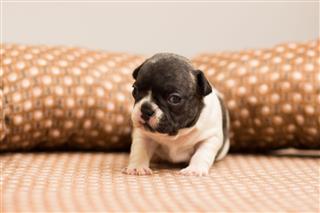 French Bulldog Puppy Lies On Couch