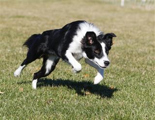 Border Collie Jumping In Grass
