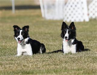 Border Collie Sisters Together