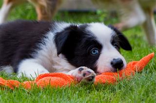 Border Collie Puppy Playing In Grass