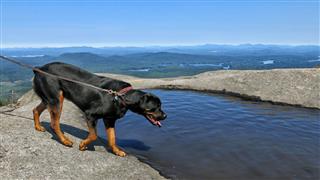 Rottweiler Dog At Mountain Peak