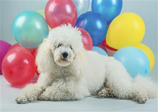 Dog With Balloons