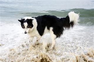 Dog Wading In The Ocean