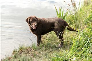 Alert Labrador Retriever At Waters Edge