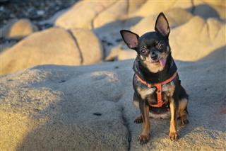 Chihuahua Dog On The Rock
