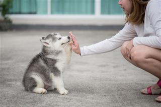 Puppy Pressing His Paw