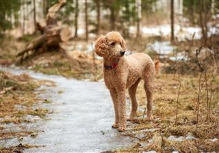 Poodle Standing On Icy Forest Path